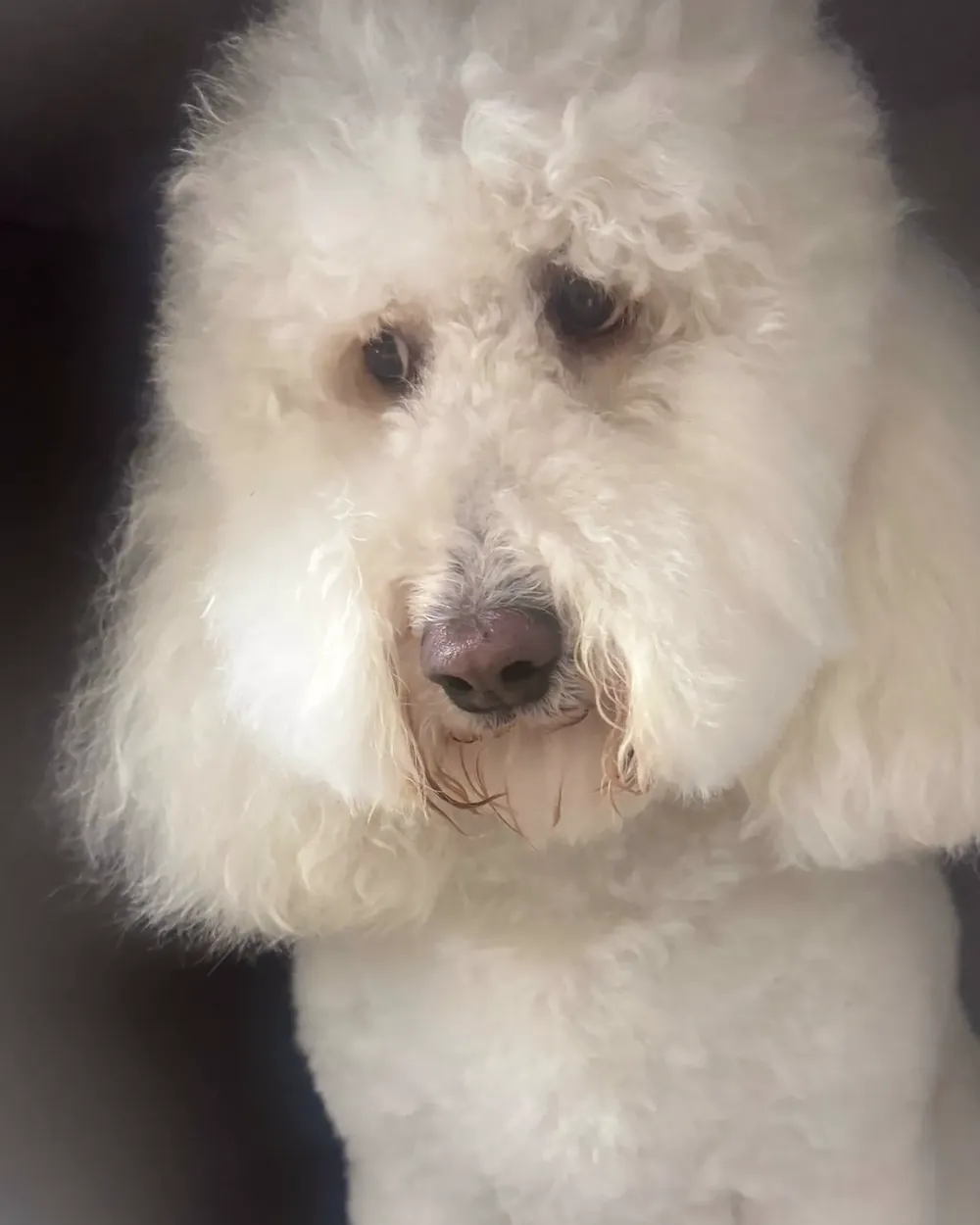 After: the same doodle, soft, white and fluffy