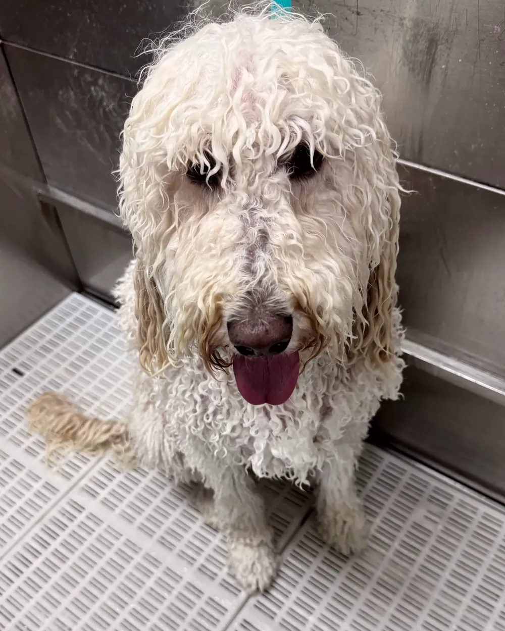 Before: a doodle soaking wet and shaggy in the tub