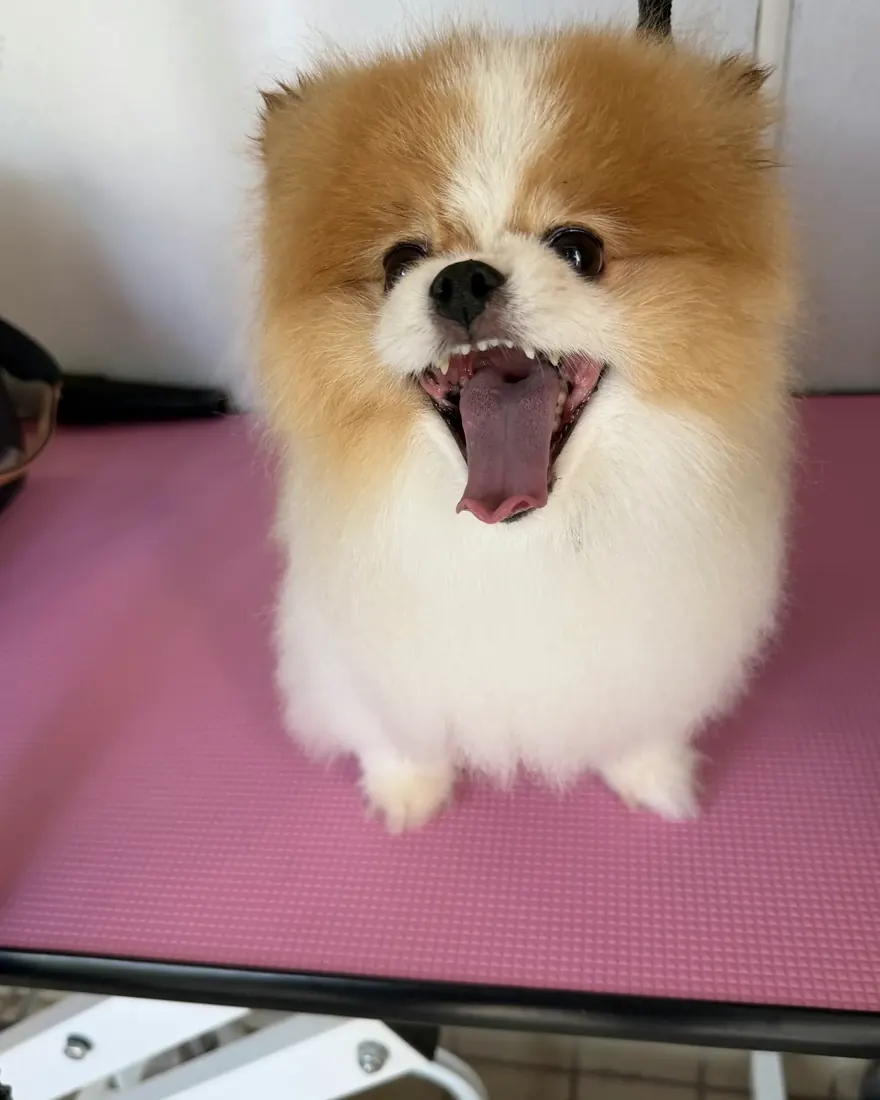 A Pomeranian grinning on a pink grooming mat