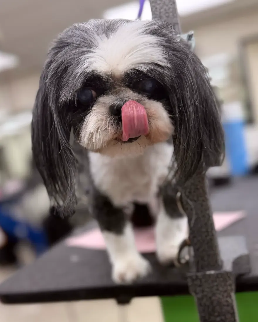 A Shih Tzu with a clean face, licking its nose