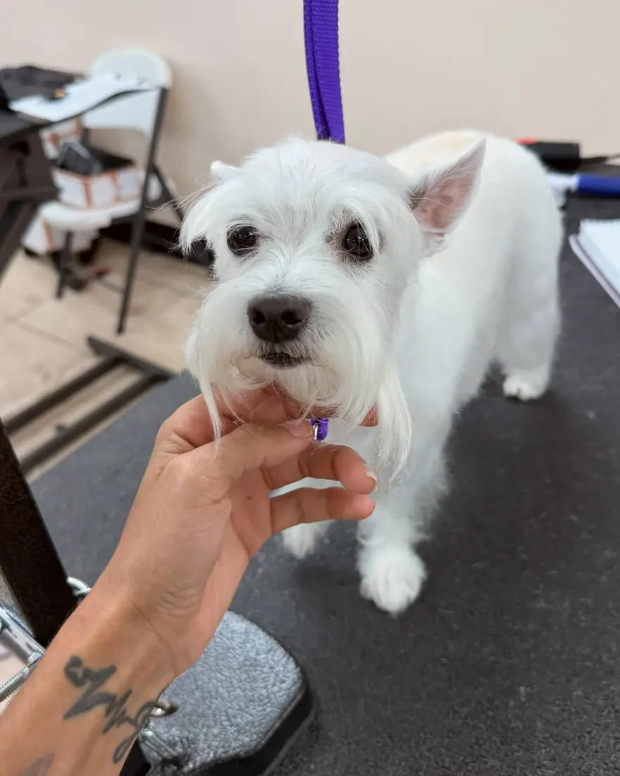 A white Westie with a crisp, tidy cut