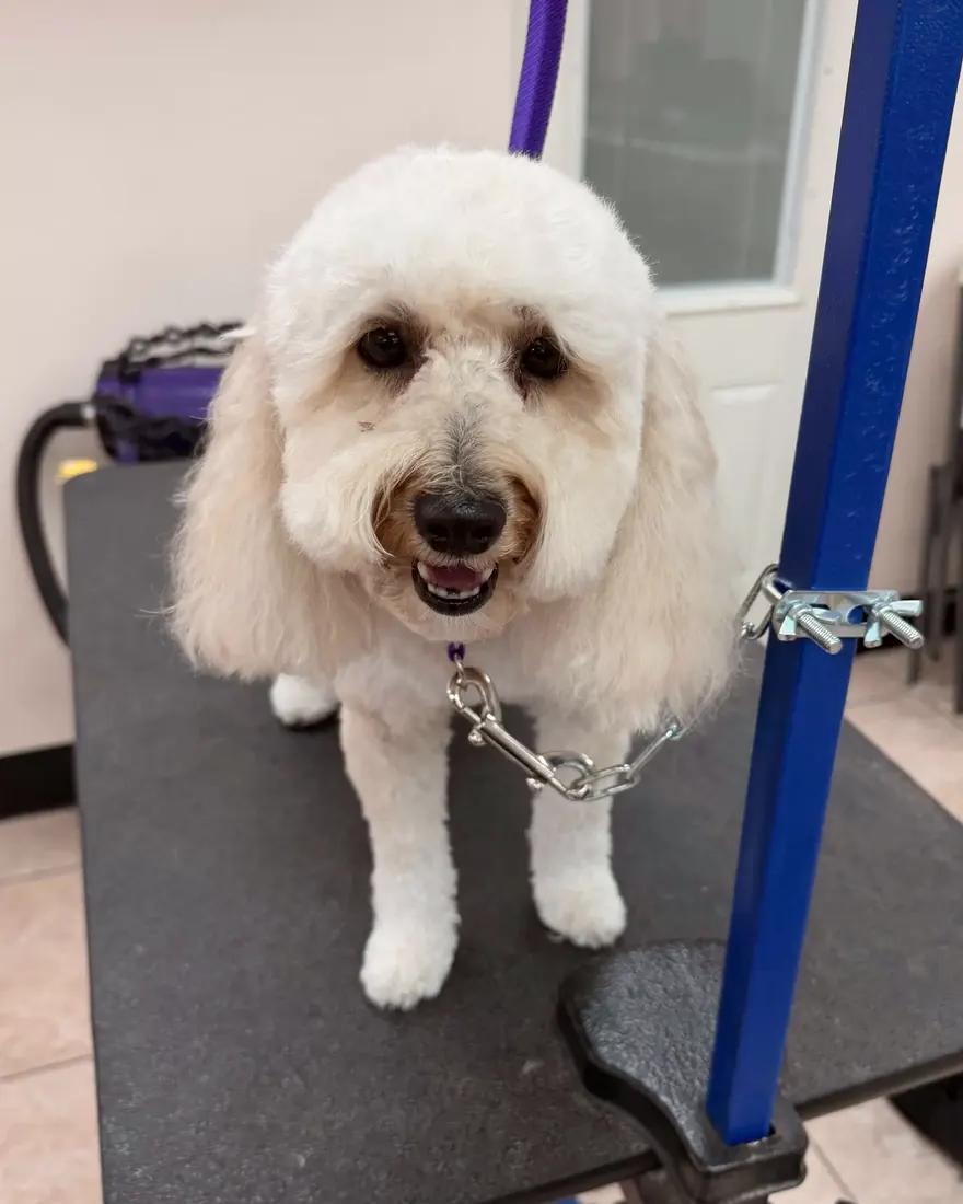 A cream poodle mix with a round, fluffy face