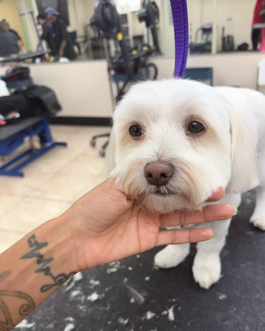 Laura gently holding a freshly groomed white Maltese by the chin