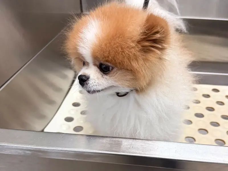 A Pomeranian waiting in the tub for a bath