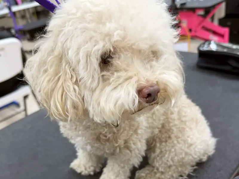A fluffy cream poodle sitting after a full brush out