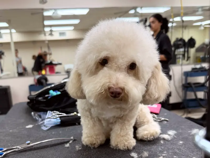 A cream poodle mix sitting proudly after a fresh haircut