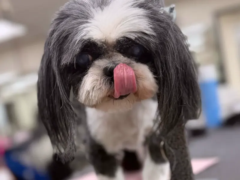 A Shih Tzu with long, freshly brushed ears licking its nose