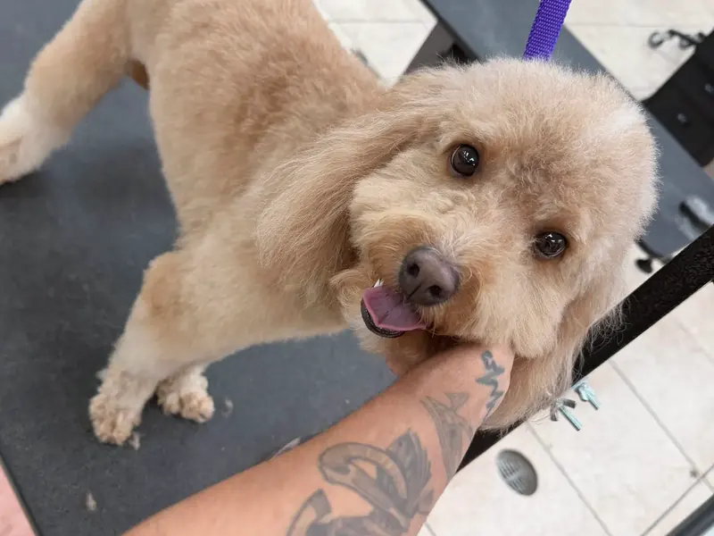 A poodle resting its chin on Laura's arm
