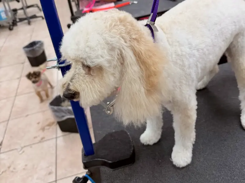 A freshly trimmed cream poodle standing on a grooming table