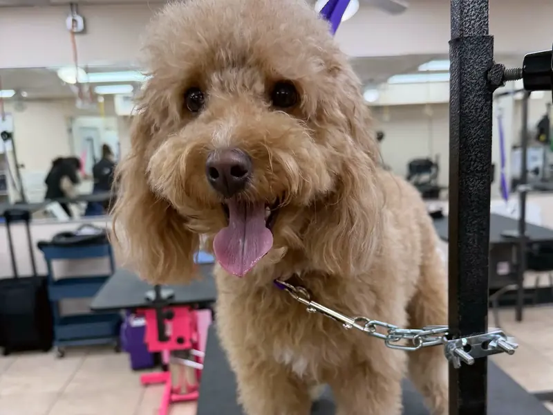 A happy red doodle smiling with its tongue out