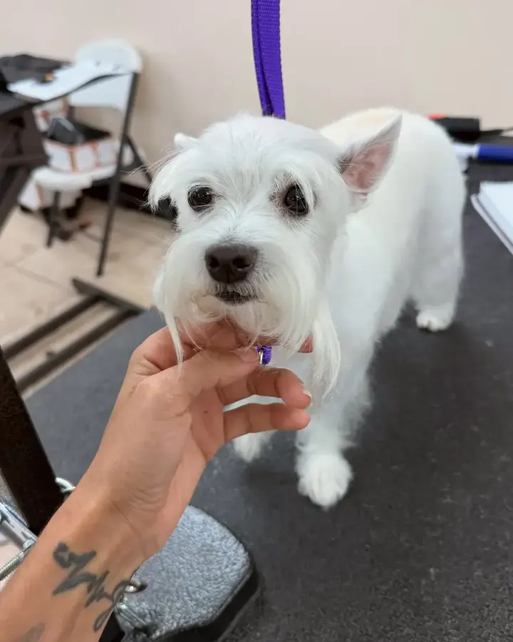 Westie, crisp and white