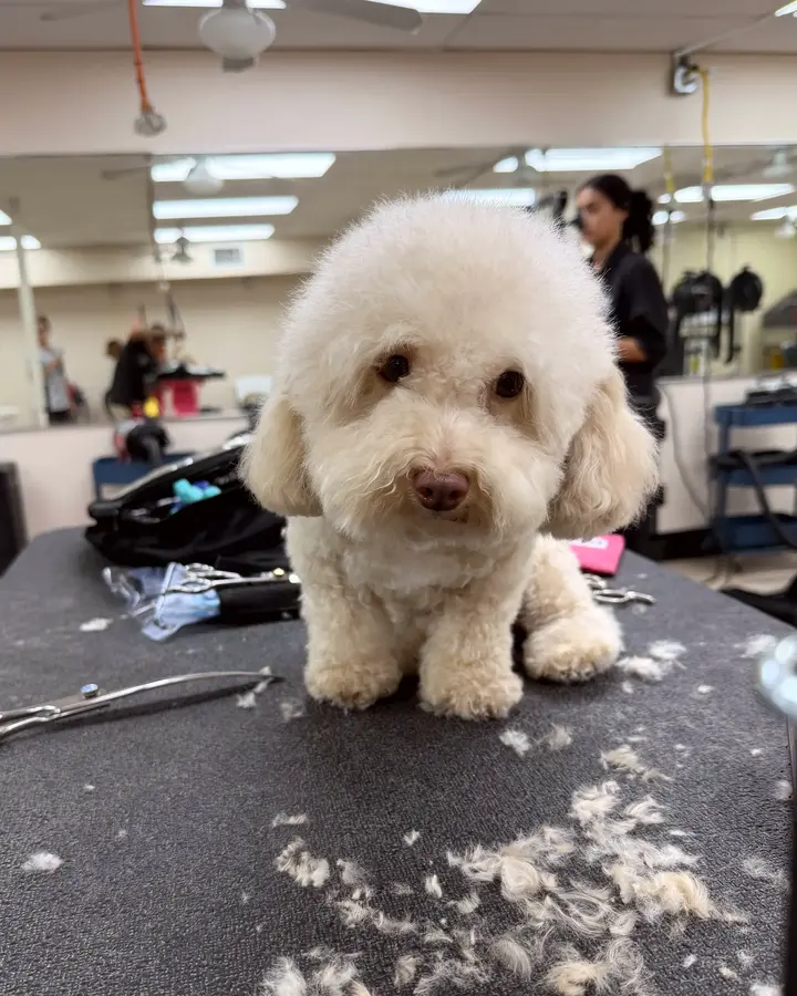 Doodle with a fresh cut