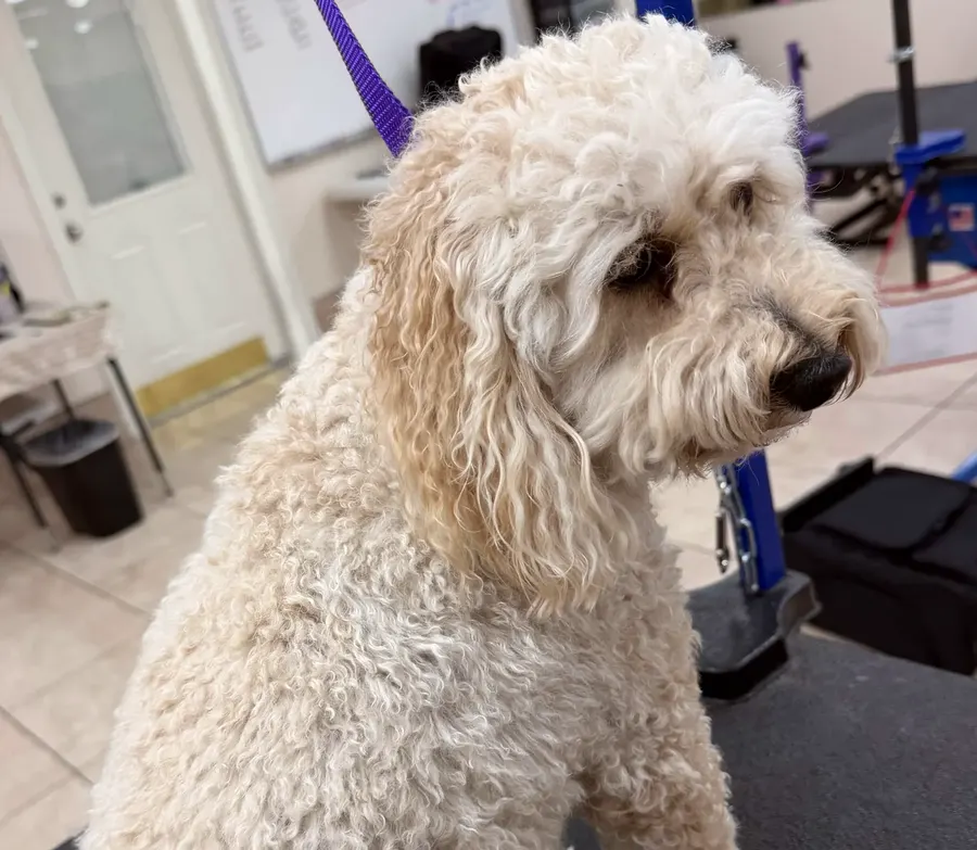 A fluffy cream doodle after a full brush-out