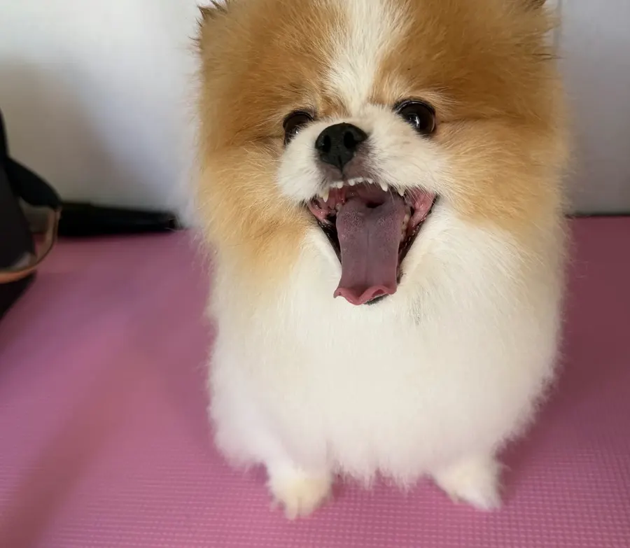 A fluffy Pomeranian after de-shedding