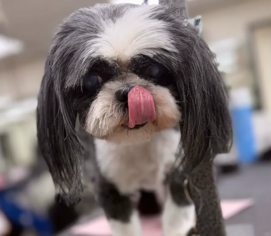 A Shih Tzu with clean, brushed ears