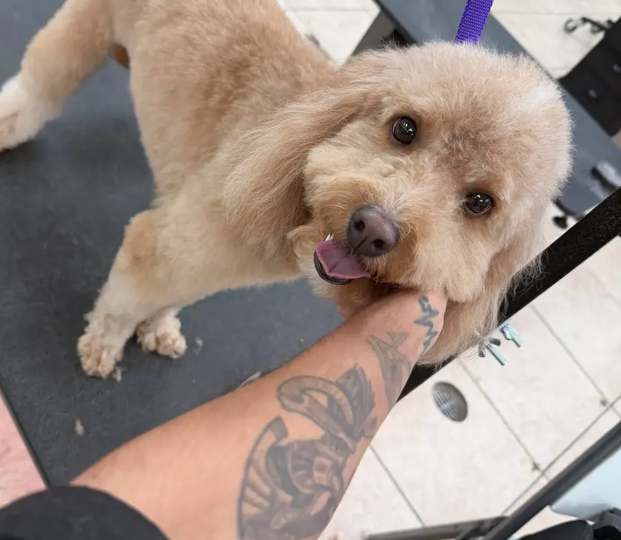 A poodle resting its chin on Laura&rsquo;s arm after a nail trim