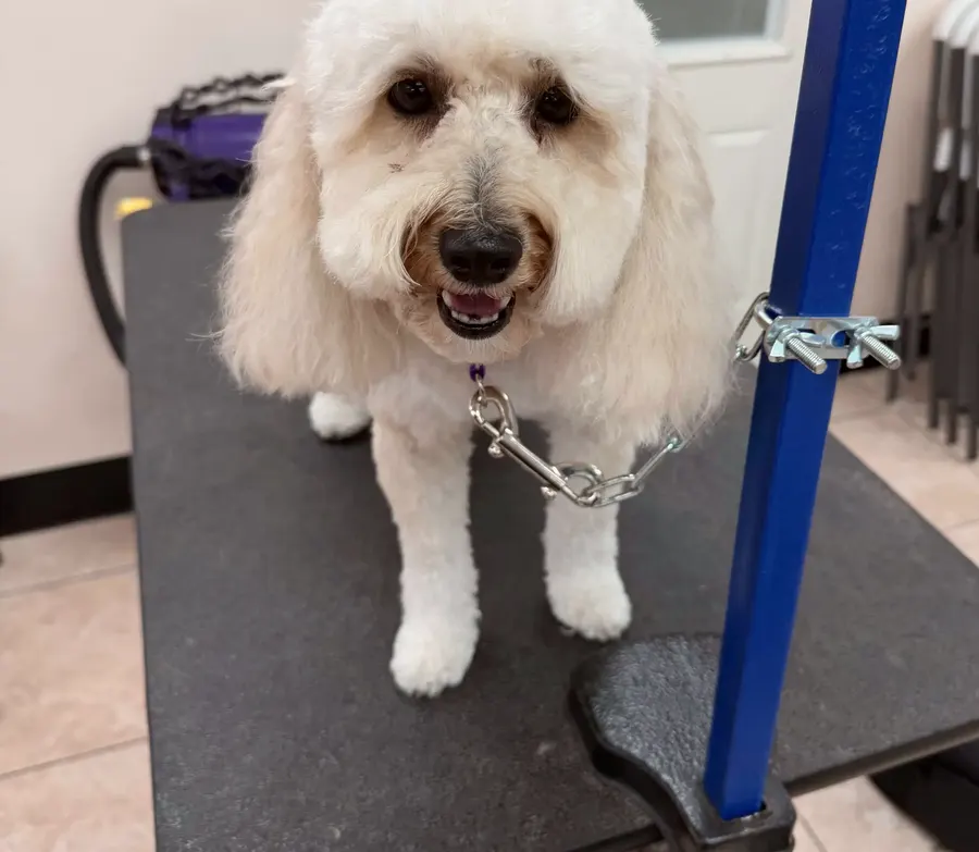 A freshly trimmed poodle mix standing on tidy paws