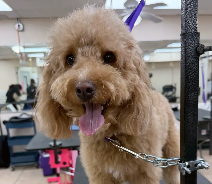 A smiling red doodle with its tongue out